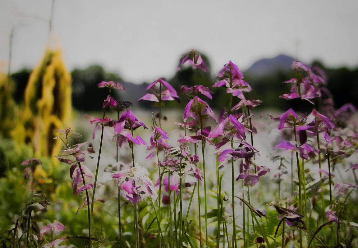 2013年CBA京津巅峰对决回顾：赛事启示与精彩瞬间(图4)